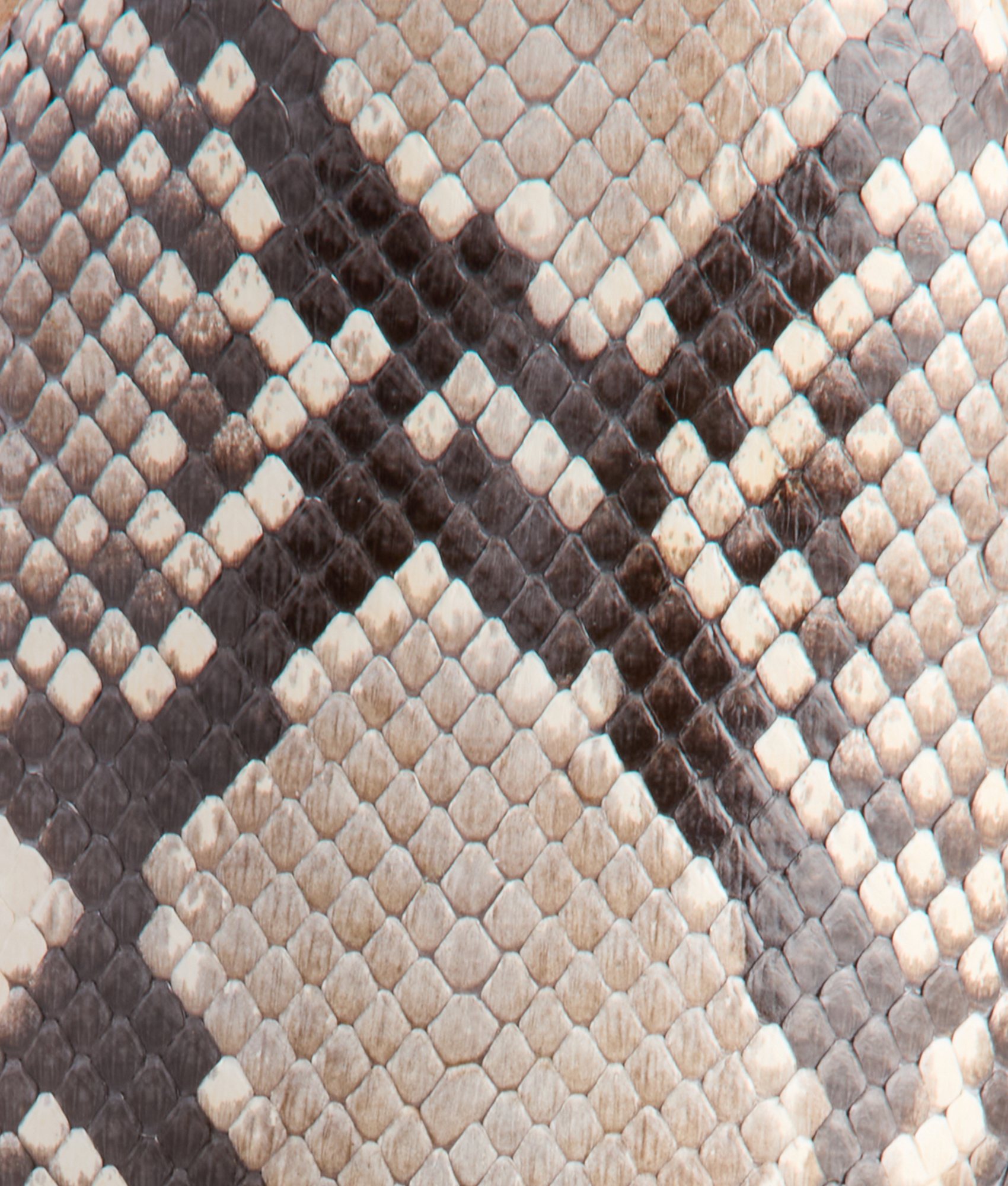 Cantle Mule :: Black/White - Image 8