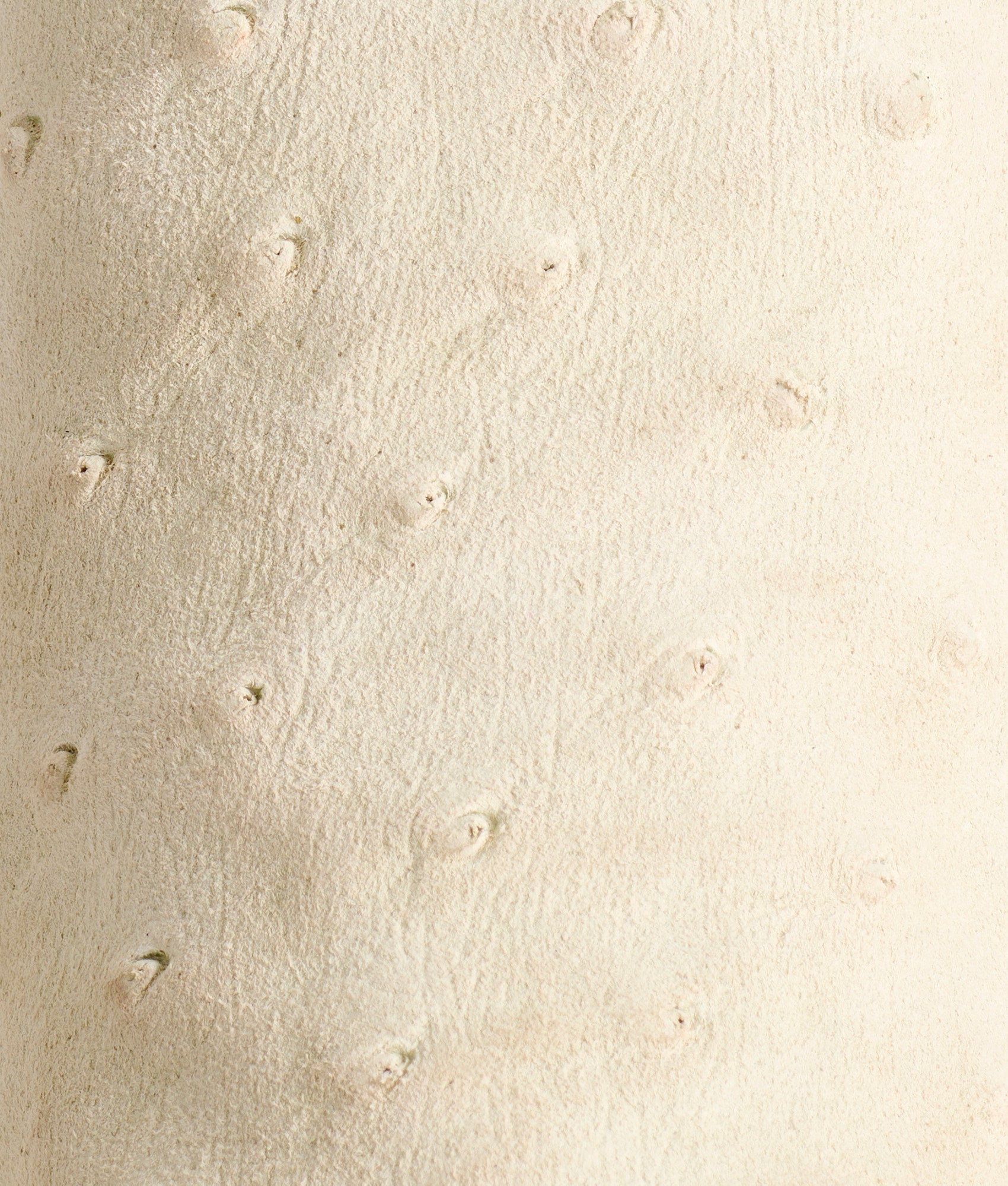 Sweetheart :: Ivory - Image 8